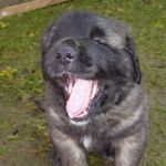 Aragon Vigos, Hellblaues Halsband